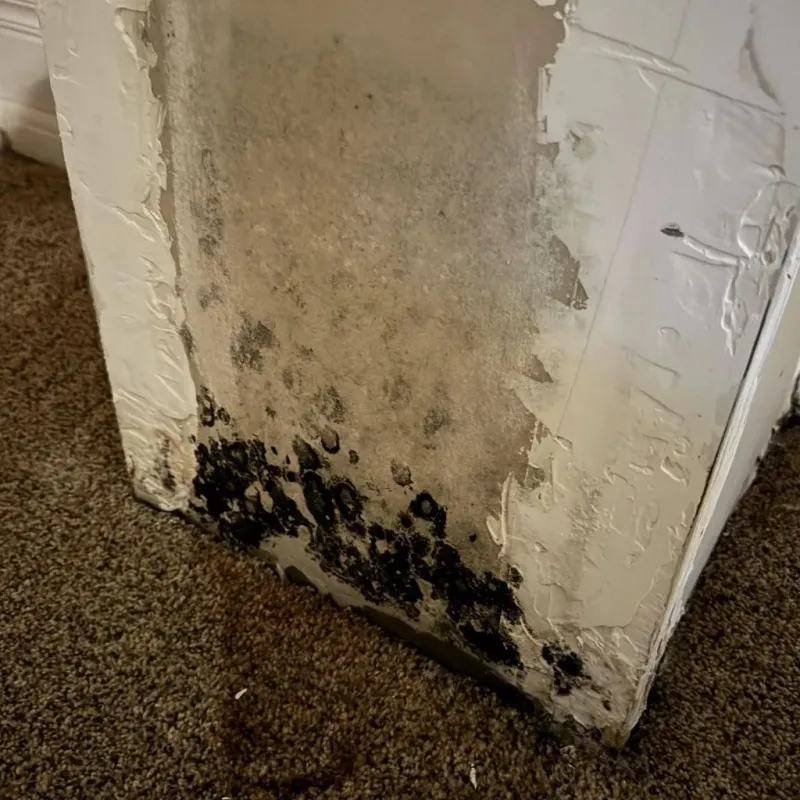 Professional Mold Removal in West Liberty, WV